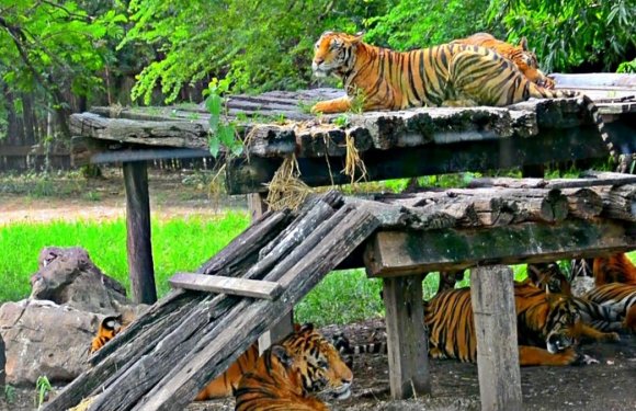 Safari World Bangkok : Ultimate Guide for Travellers